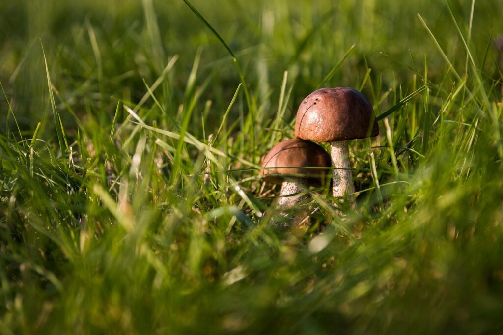 mushrooms, grass, wild mushrooms-454172.jpg
